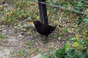 Blackbird, Common, 2008-01185003 Hobart, Tasmania, AU